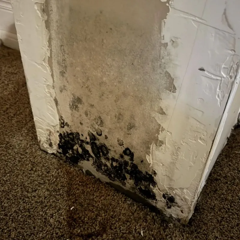 Professional Mold Removal in Habersham County, GA